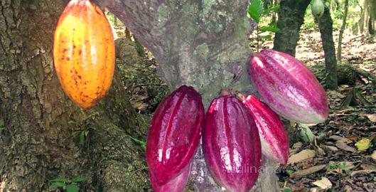 haba de cacao | Innova Culinaria